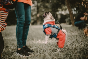Enhance your dog's comfort Enhance your dog's comfort